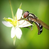 /album/campcorportta1974/photolia-a02-jpg/