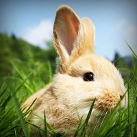 /album/campcorportta1974/photolia-a03-jpg/