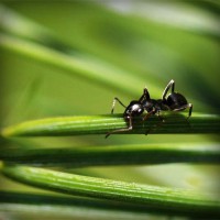 /album/campcorportta1974/photolia-a05-jpg/