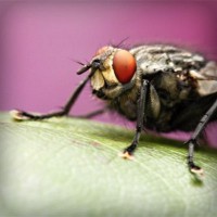 /album/campcorportta1974/photolia-a08-jpg/